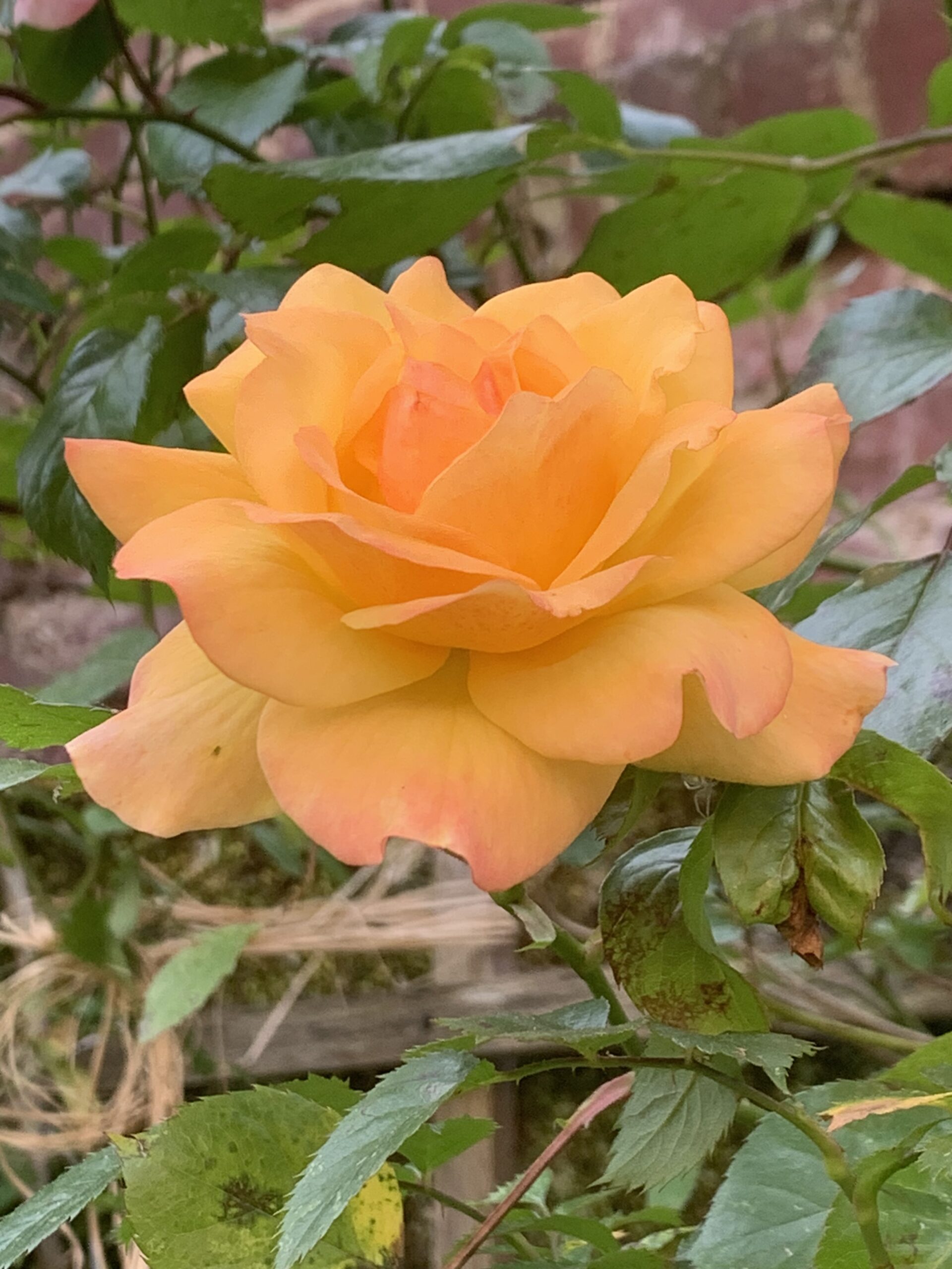 Ricordando Jolanda Insana – Poetessa dimenticata